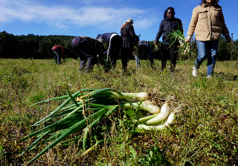 Lutte precarite alimentaire2 Lutte contre la précarité alimentaire : une action de glanage solidaire au cœur du territoire Lutte precarite alimentaire2 Lutte contre la précarité alimentaire : une action de glanage solidaire au cœur du territoire